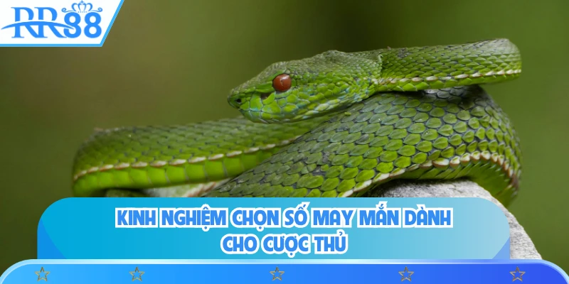 Kinh nghiệm chọn số may mắn dành cho cược thủ